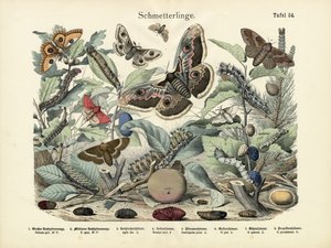 Butterflies